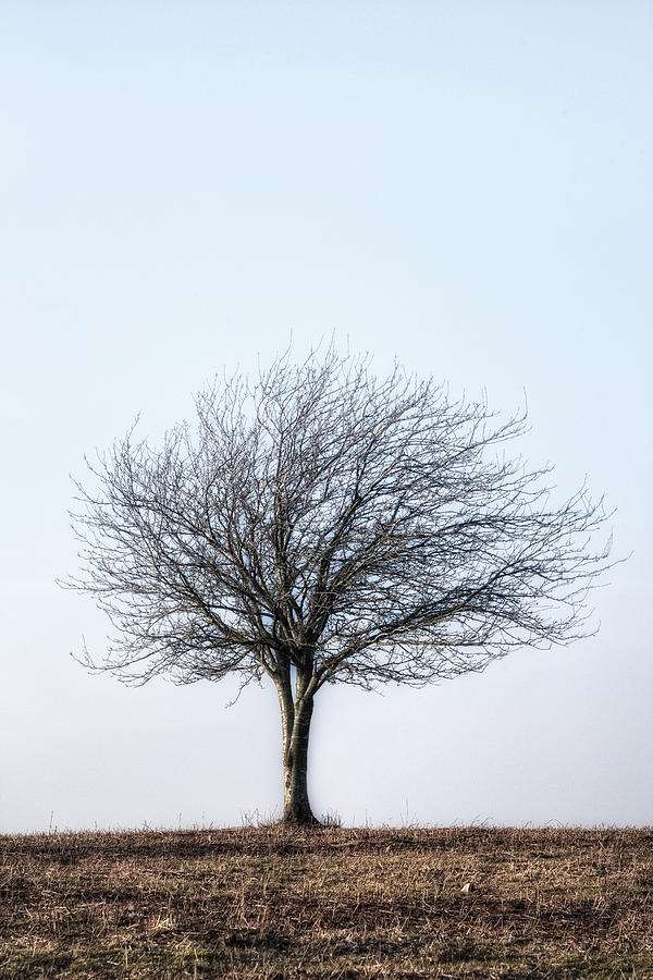 Winter Photograph - Winter Tree #6 by Joana Kruse