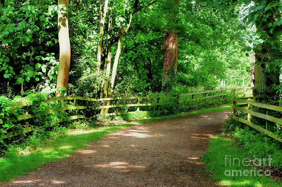 Woodland path #6 Photograph by Tom Gowanlock