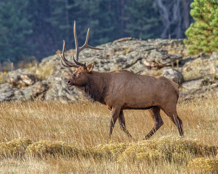 6 X 1 Loser Bull Elk Photograph by Ronald Lutz