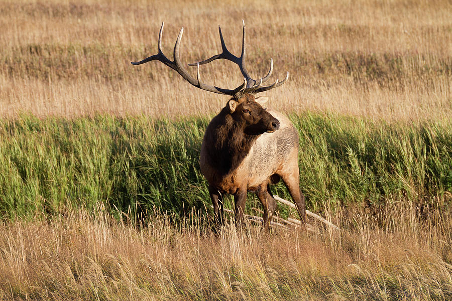 6 X 6 Bull Elk Photograph by Ronald Lutz
