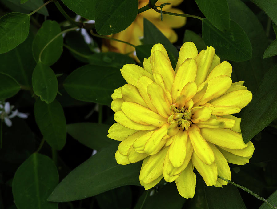 Yellow Flower #6 Photograph by Robert Ullmann