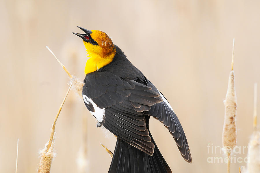 Yellow Headed Blackbird #6 Photograph by Dennis Hammer