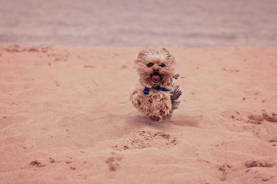 York dog playing on the beach. #6 Photograph by Peter Lakomy
