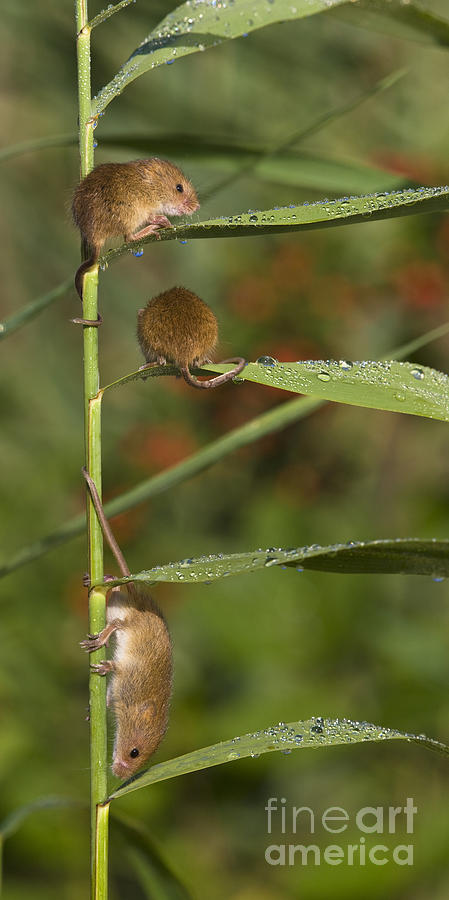 Young Eurasian Harvest Mice #6 Photograph by Jean-Louis Klein & Marie-Luce Hubert