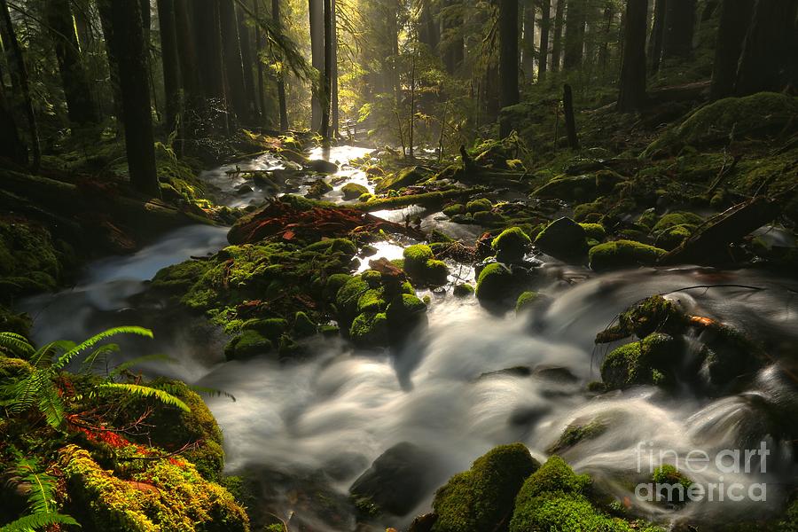 Sol Duc Rainforest Highlights Photograph by Adam Jewell