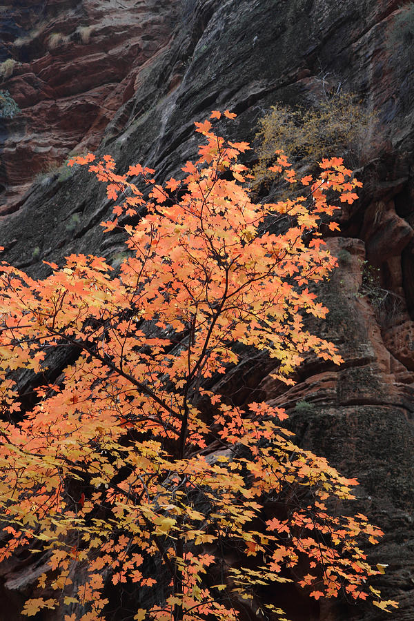 Fall Photograph - Zion Autumn foliage #6 by Pierre Leclerc Photography