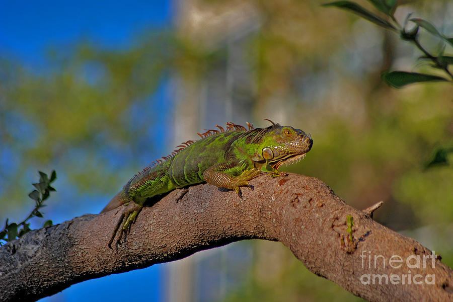60- Green Iguana Photograph by Joseph Keane