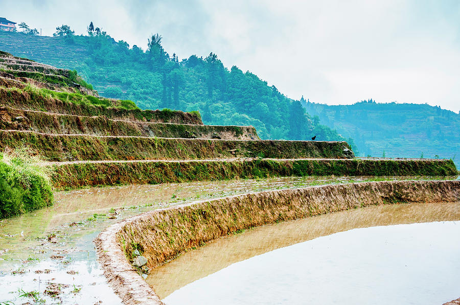 Longji terraced fields scenery #60 Photograph by Carl Ning