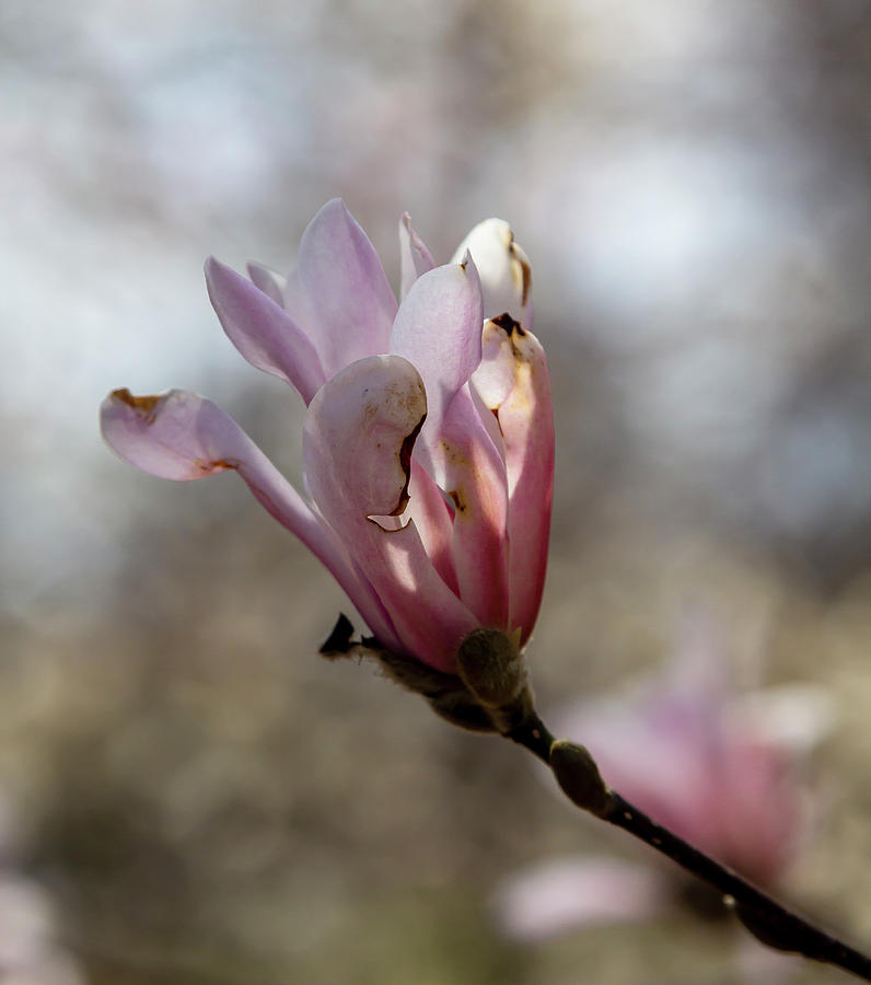 Magnolia Blossom #60 Photograph by Robert Ullmann