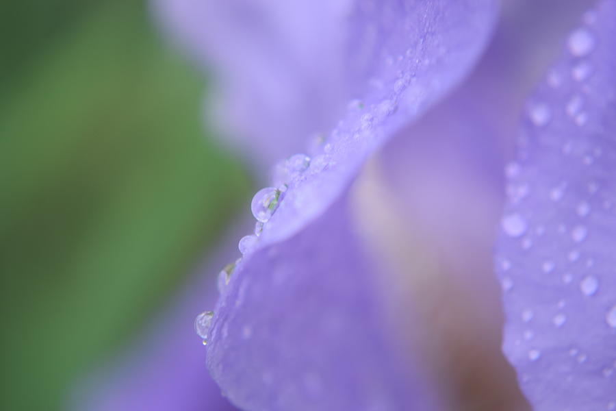 Purple Iris #60 Photograph by Curtis Krusie