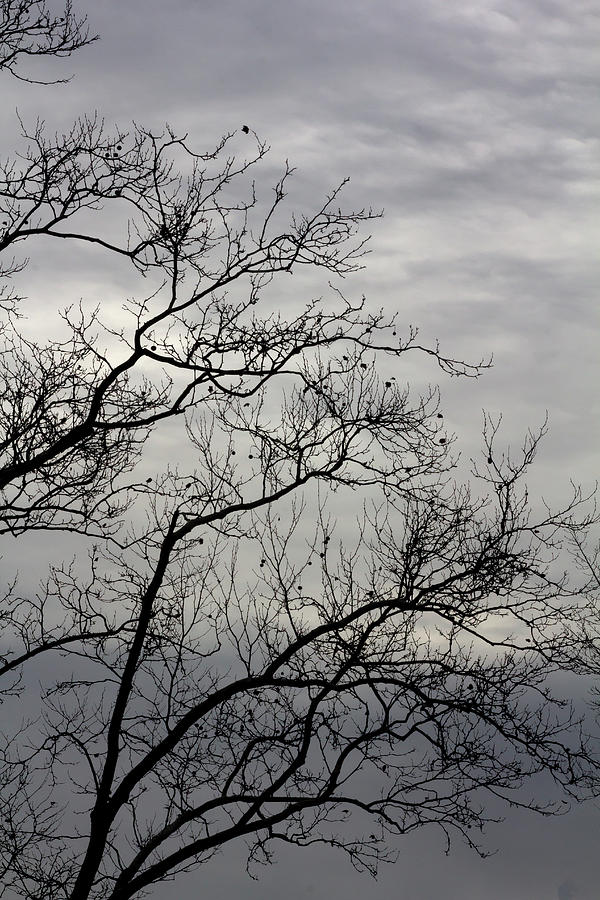 Winter Trees and Clouds #60 Photograph by Robert Ullmann