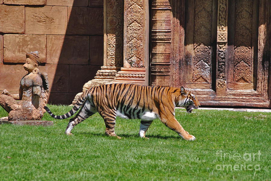 61- Sumatran Tiger Photograph by Joseph Keane