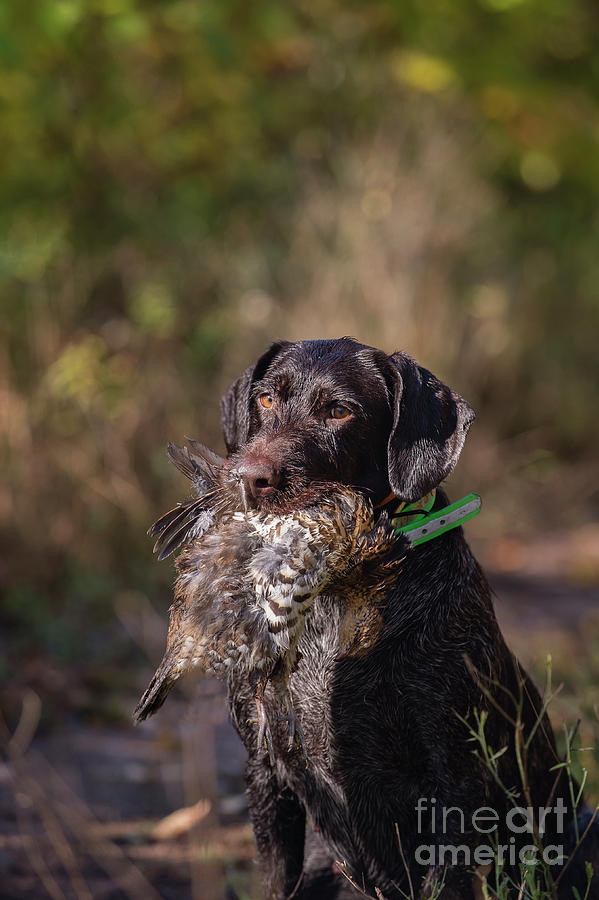 Grouse Woodcock Hunting Stock Photo Image Photograph by Chip Laughton Grouse Woodcock Hunting Stock Photo Image Photograph by Chip Laughton