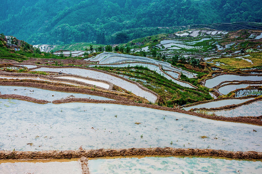 Longji terraced fields scenery #61 Photograph by Carl Ning