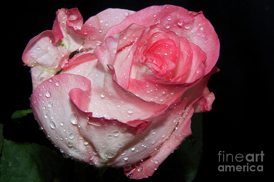 Pink Rose Photograph by Elvira Ladocki - Fine Art America