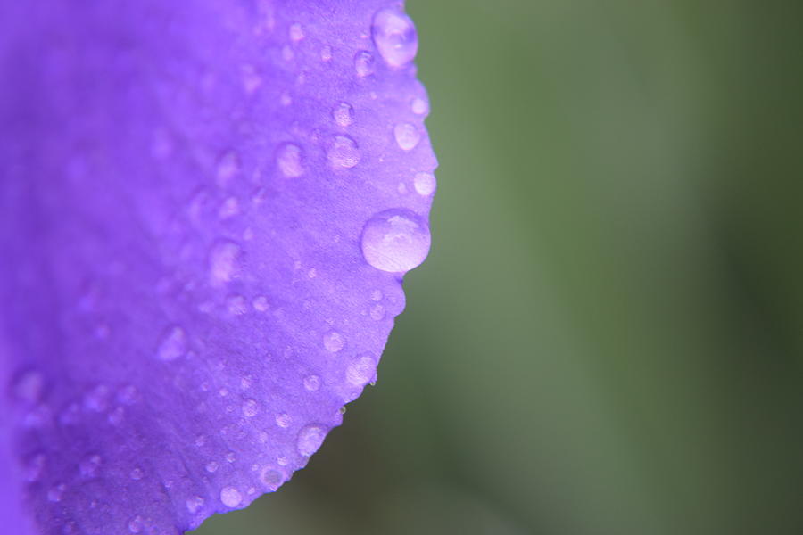 Purple Iris #61 Photograph by Curtis Krusie