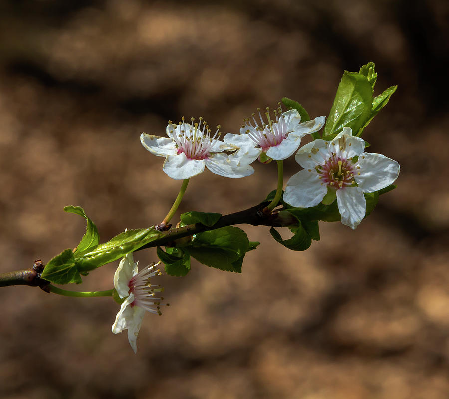 Spring Flowers #61 Photograph by Robert Ullmann