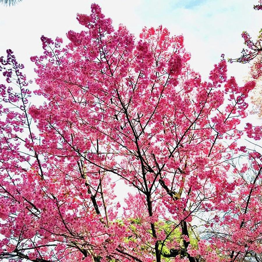 Nature Photograph - Shinjyuku Gyoen cherryblossom pink by Yuko Mikage