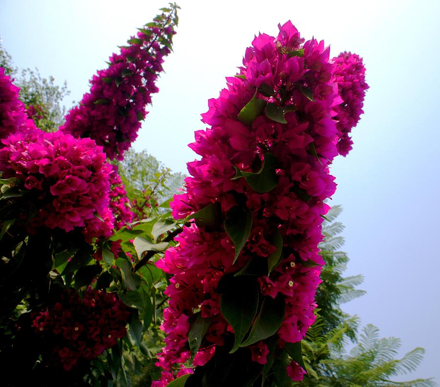 Love Flowers #617 Photograph by Baljit Chadha