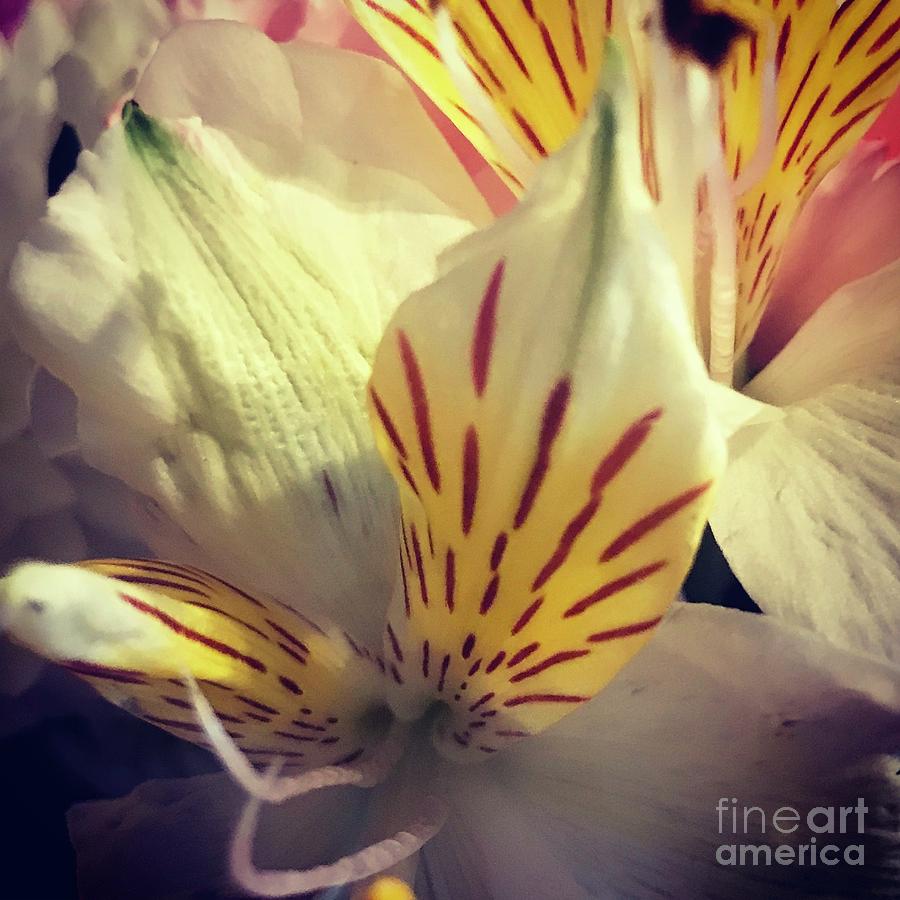 Flowers Photograph by Deena Withycombe
