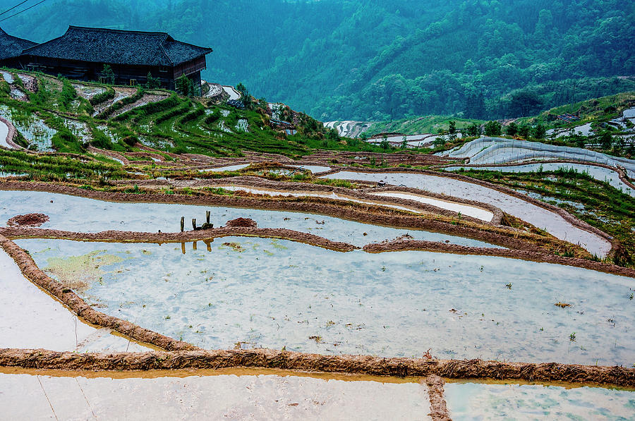 Longji terraced fields scenery #62 Photograph by Carl Ning