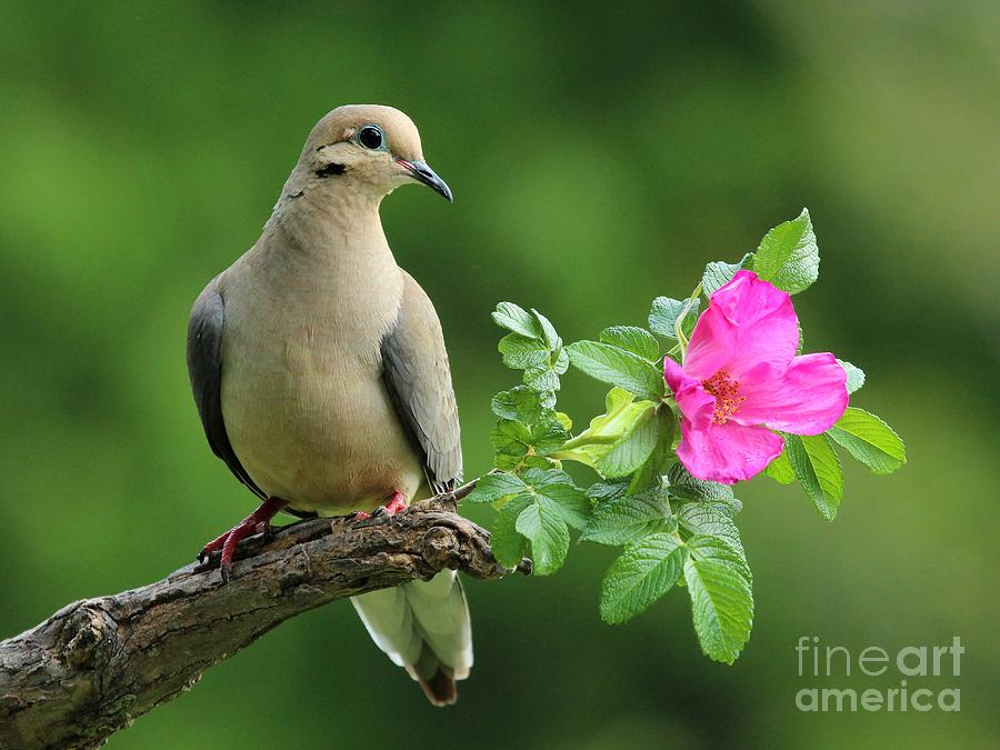 Mourning Dove #62 Photograph by Jack  R Brock