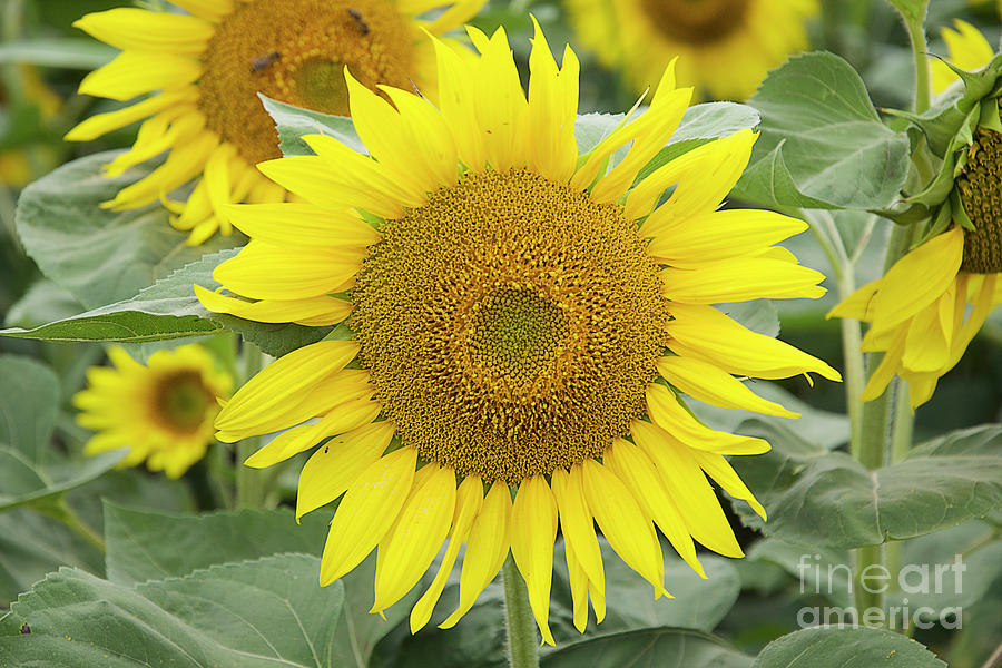 Nice Sunflower Photograph by Elvira Ladocki - Fine Art America