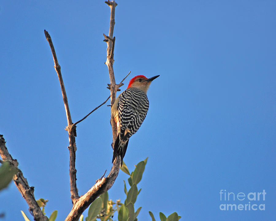 62- Red-Bellied Woodpecker  Photograph by Joseph Keane