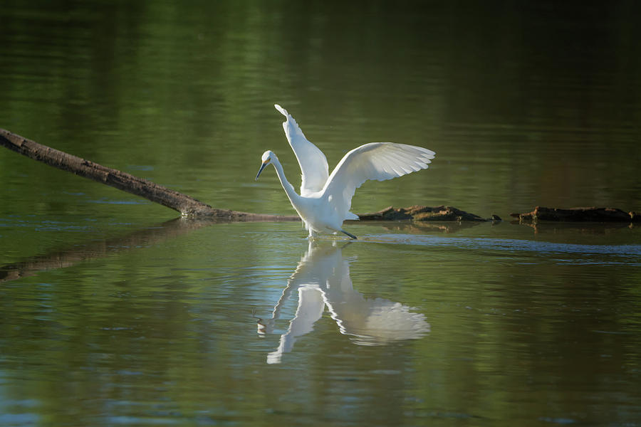 Snowy Egret #62 Photograph by Tam Ryan