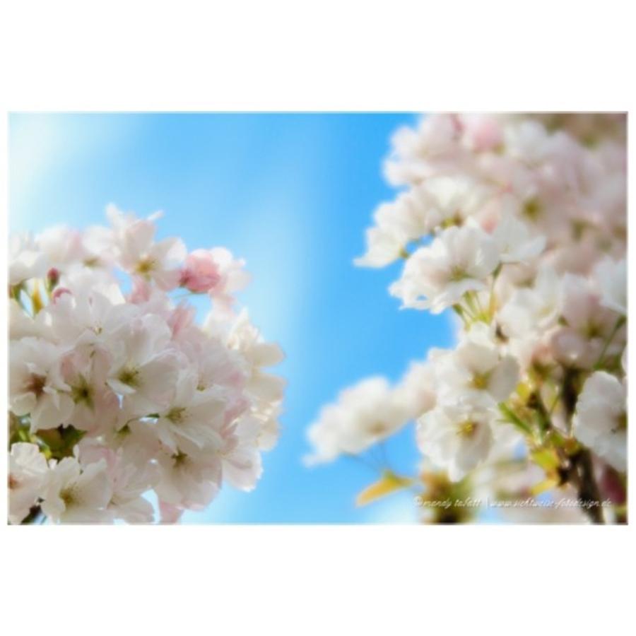 Blossoms Photograph - Instagram Photo #621440418051 by Mandy Tabatt