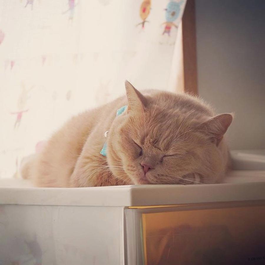 Cat Photograph - Instagram Photo #621475421759 by Miru Yuki