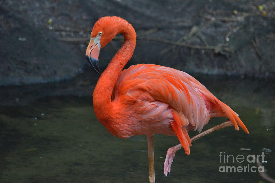 63- American Flamingo Photograph by Joseph Keane