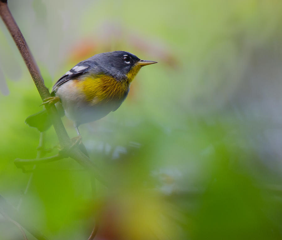 Birds Photograph by Karen Hart - Fine Art America