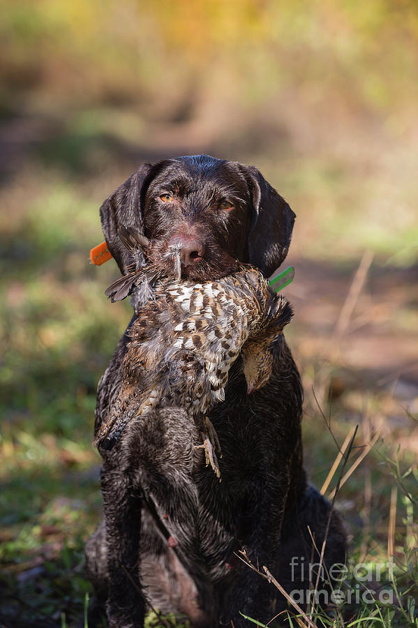 Grouse Woodcock Hunting Stock Photo Image Photograph by Chip Laughton Grouse Woodcock Hunting Stock Photo Image Photograph by Chip Laughton