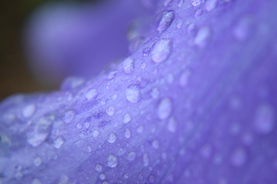 Purple Iris #63 Photograph by Curtis Krusie
