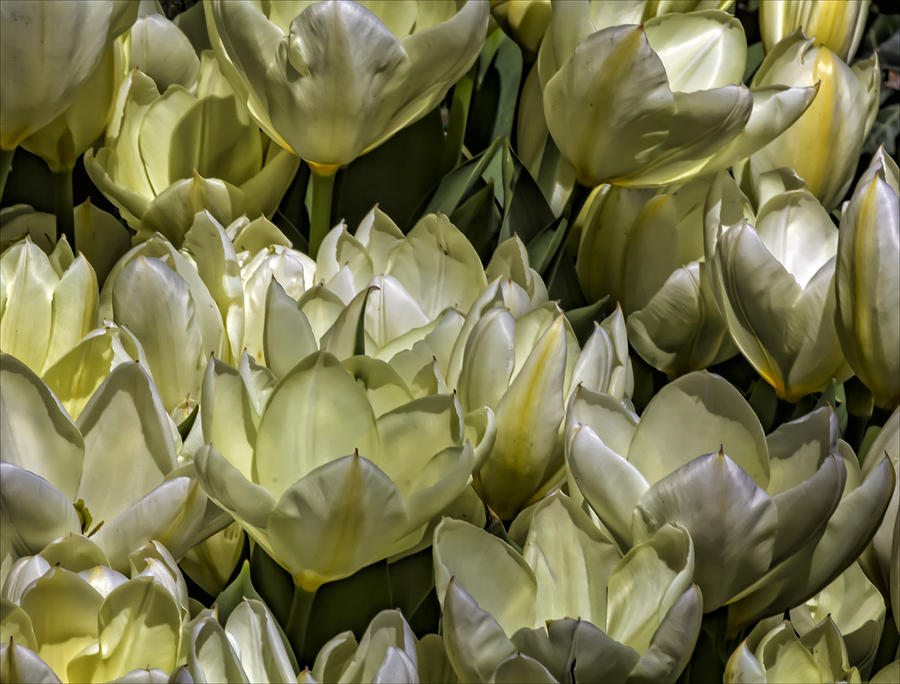 Tulips #63 Photograph by Robert Ullmann