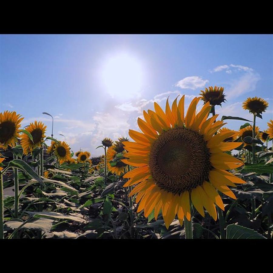 Sunflower Photograph - Instagram Photo #631439194835 by Kazuta Tomoya