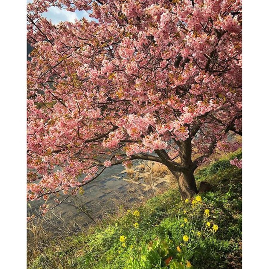Spring Photograph - Instagram Photo #631458822334 by Yachiyo Mckean