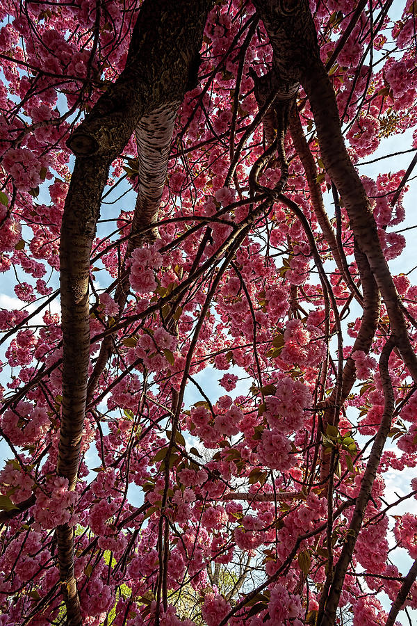 Cherry Trees #64 Photograph by Robert Ullmann