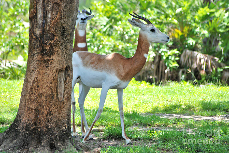 64- Dama Gazelles Photograph by Joseph Keane