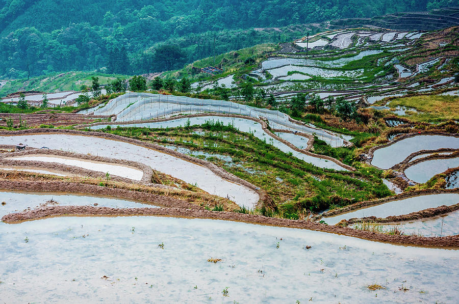 Longji terraced fields scenery #64 Photograph by Carl Ning