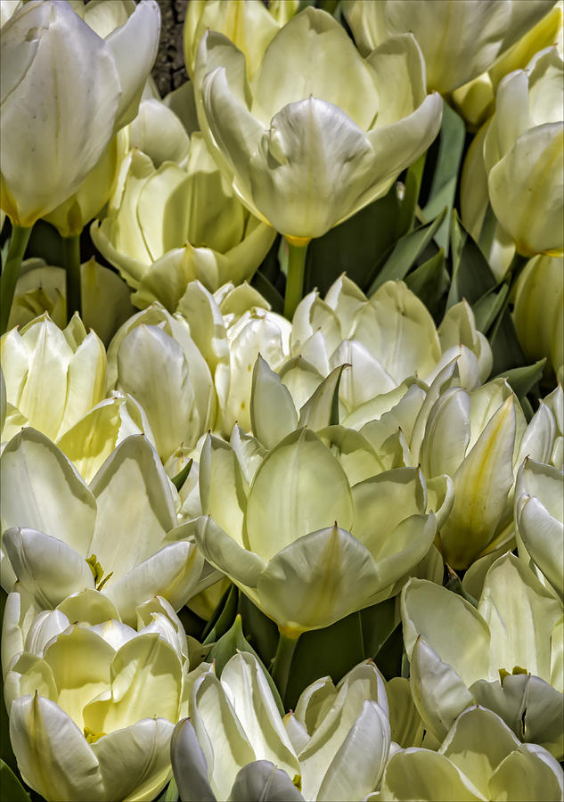 Tulips #64 Photograph by Robert Ullmann