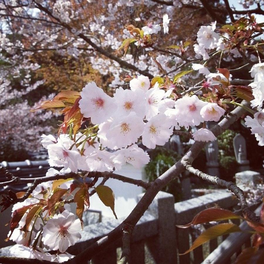 Spring Photograph - Instagram Photo #641445904985 by Kie Ikeno