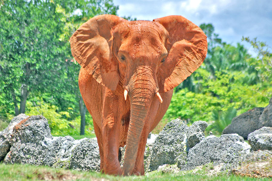 65- Asian Elephant Photograph by Joseph Keane