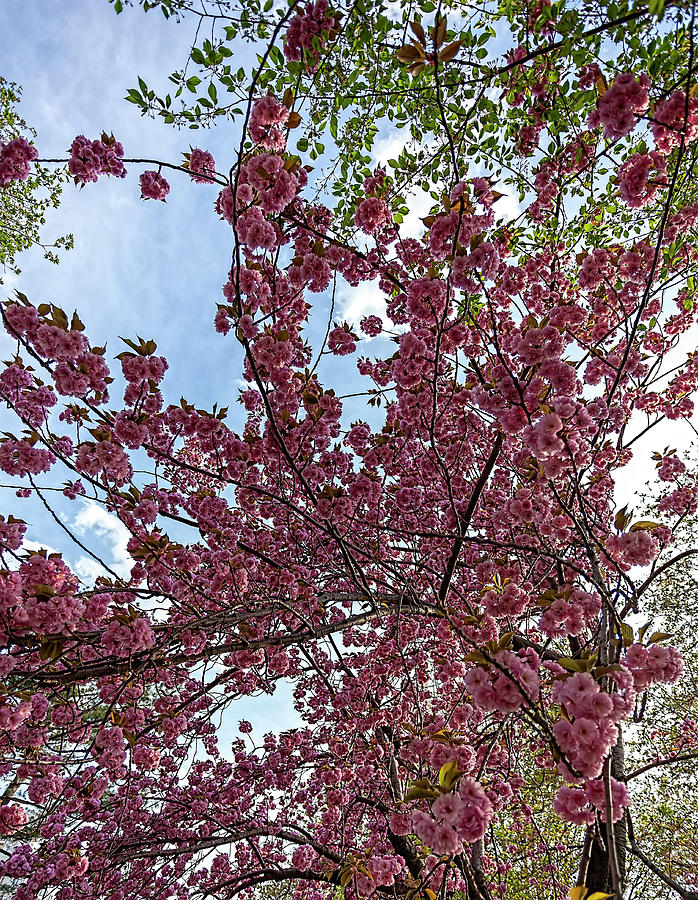 Cherry Trees #65 Photograph by Robert Ullmann