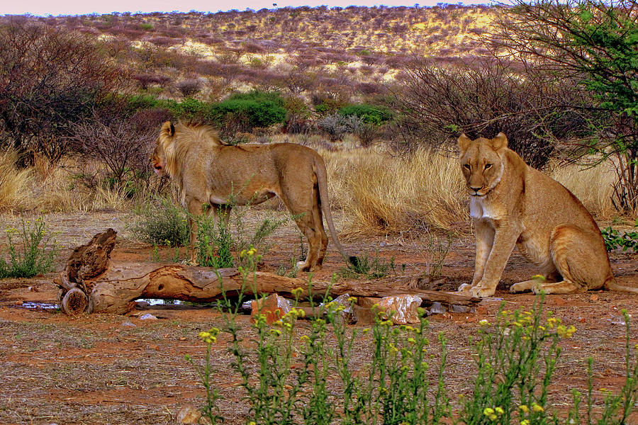 Namibia #65 Photograph by Paul James Bannerman