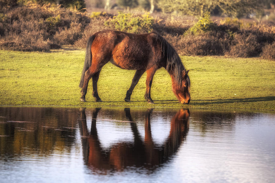 Horse Photograph - New Forest - England #65 by Joana Kruse
