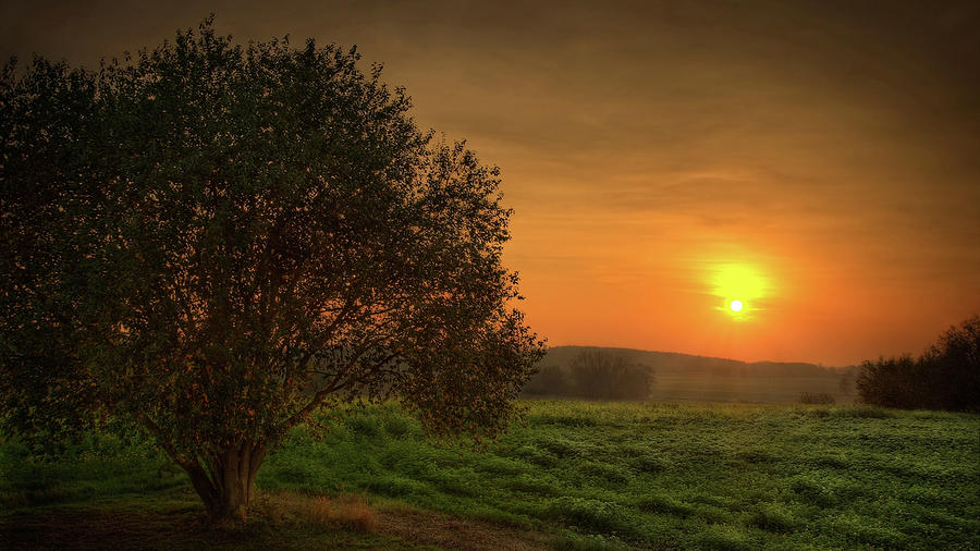 Sunset Photograph - Tree #65 by Mariel Mcmeeking