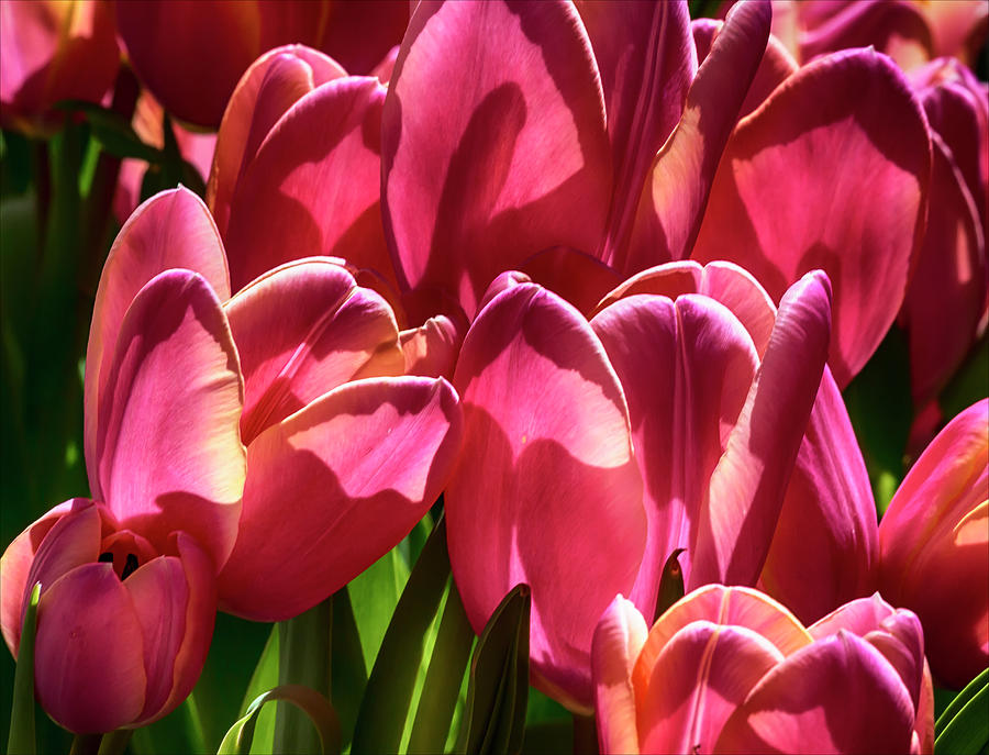 Tulips #65 Photograph by Robert Ullmann