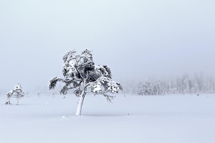 Winter Digital Art - Winter #65 by Super Lovely